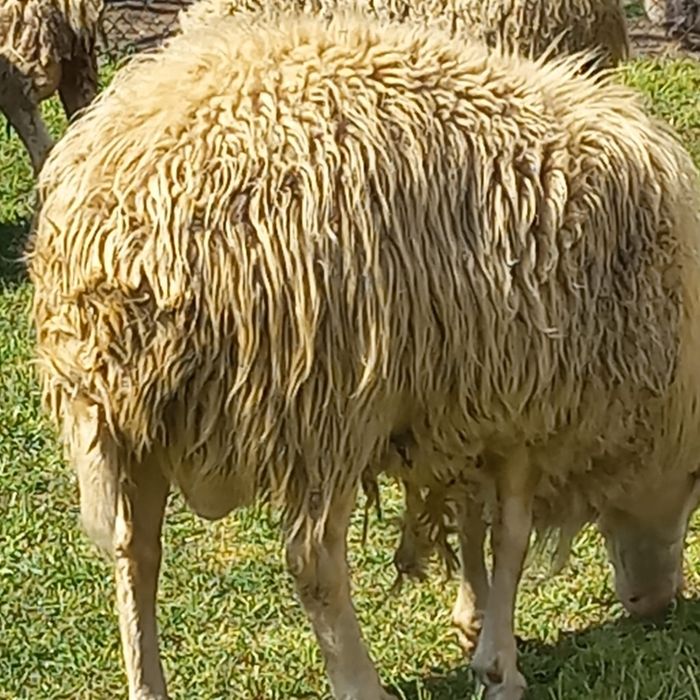 De vinzare mielute de asaf pur metisat cu bergamasca