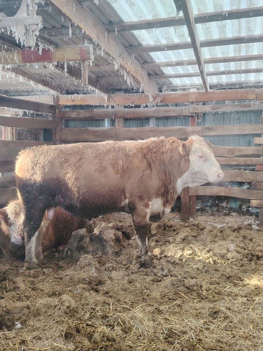 Продам быков на племя.