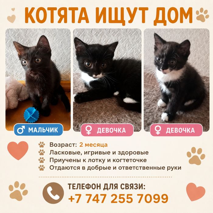 Котята ищут дом!