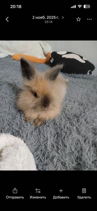 Кролик декоративный