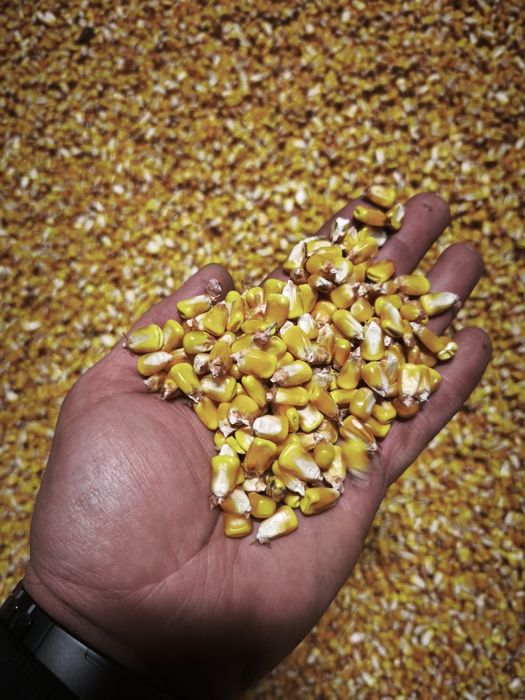 Porumb semi-sticlos P9241 umiditate 18