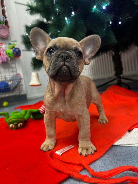 Bulldog francez pedigree