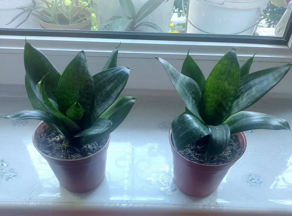 Продаются комнатные цветы