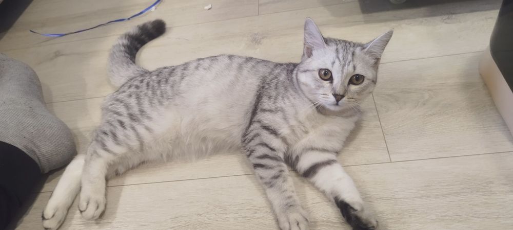 Отдам породистого кота