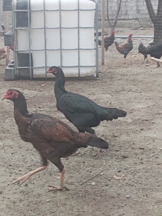 Dakan Tovuq Sotiladi