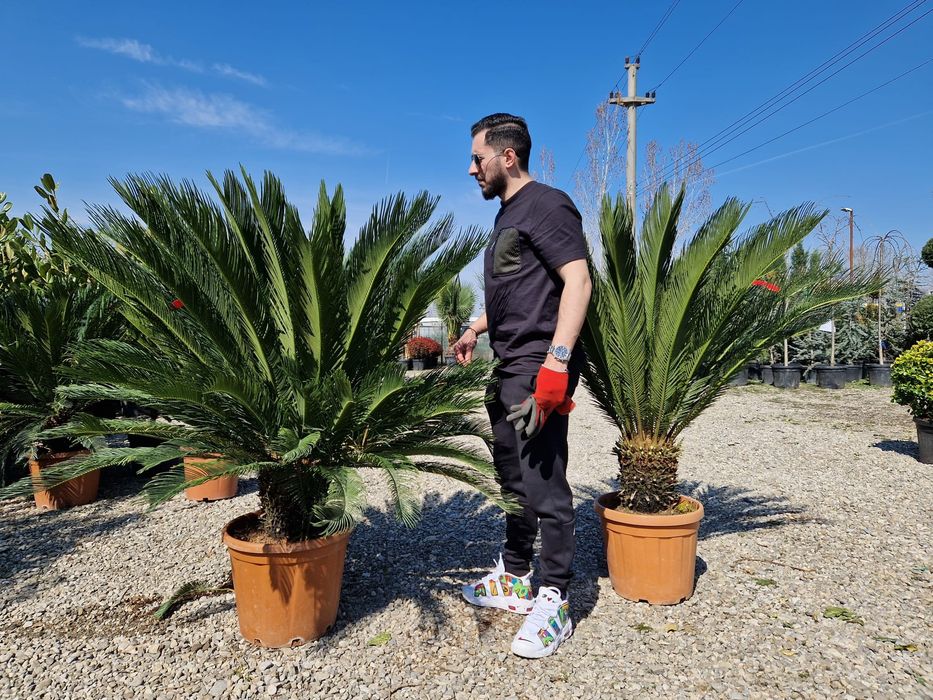Vand palmieri rezistenti la îngheț ( plante de exterior si interrior )