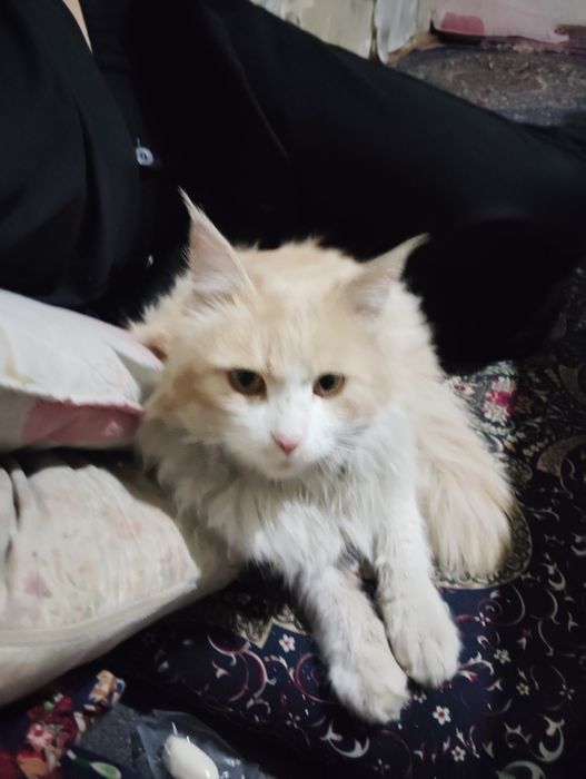 Мушук  Британский кошка