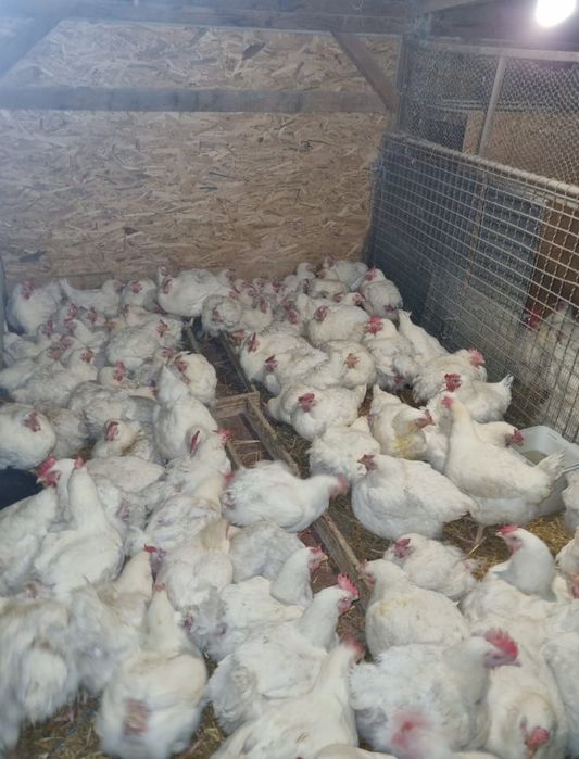 Găini rasa de carne 4-5 kg