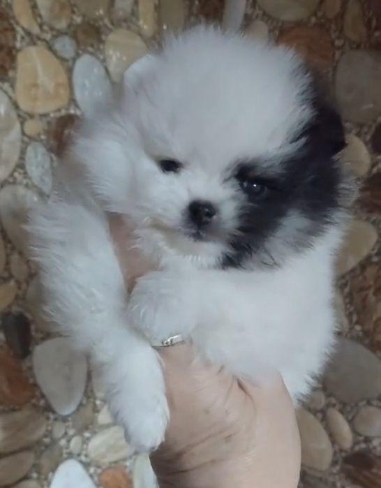 Щенки шпица девочки и мальчики