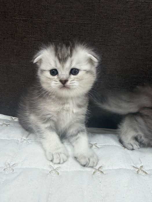 Шотландские шиншилы