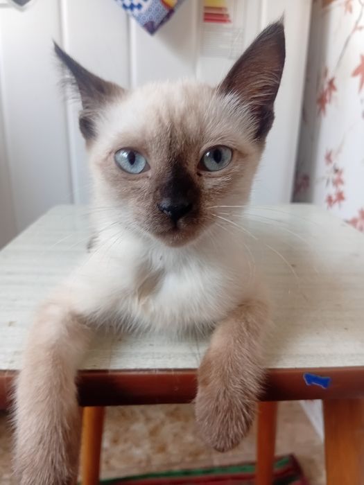 Мушуг сотилади нархини келишамз