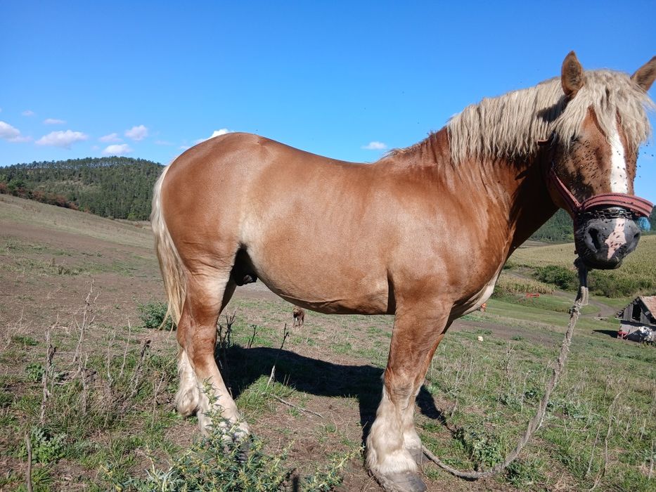 Vând harmasar foarte cuminte vârstă de 5 ani merge și la căruță