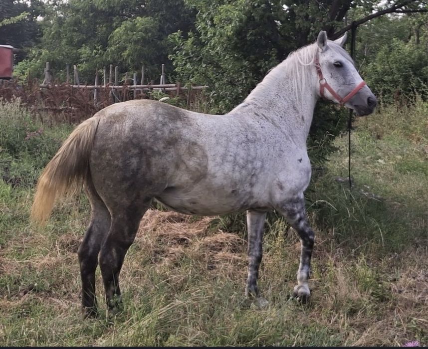 Vând o pereche de cai