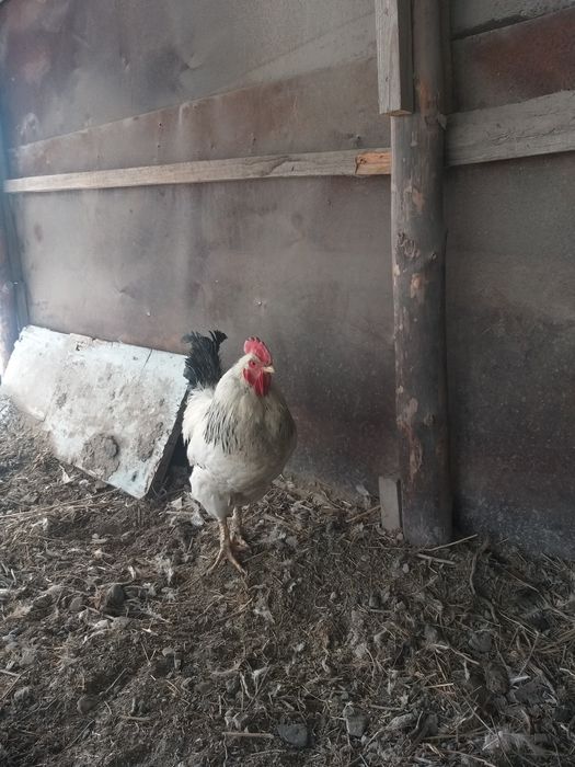 Әтештер сатылады.