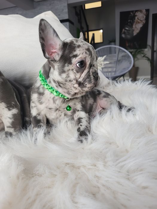 Bulldog francez blue merle
