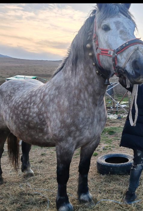 Vand iapa de 4 ani curata