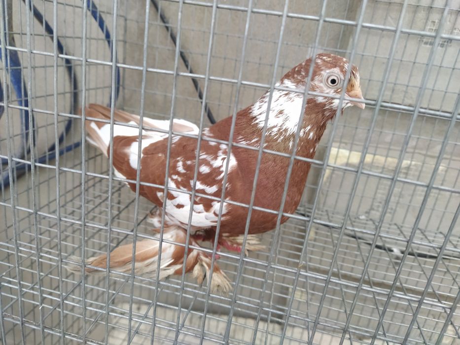 Голубка Чины молодая