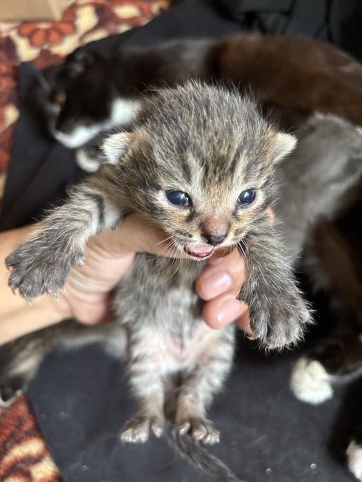 Бесплатные котята в добрые руки