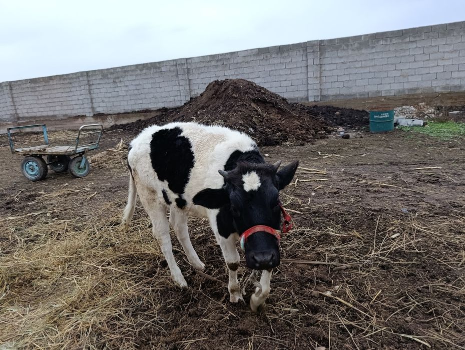 Бузавь сатылады 350мын