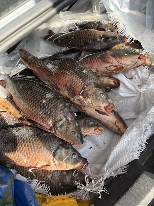 Свежий сазан зайсан