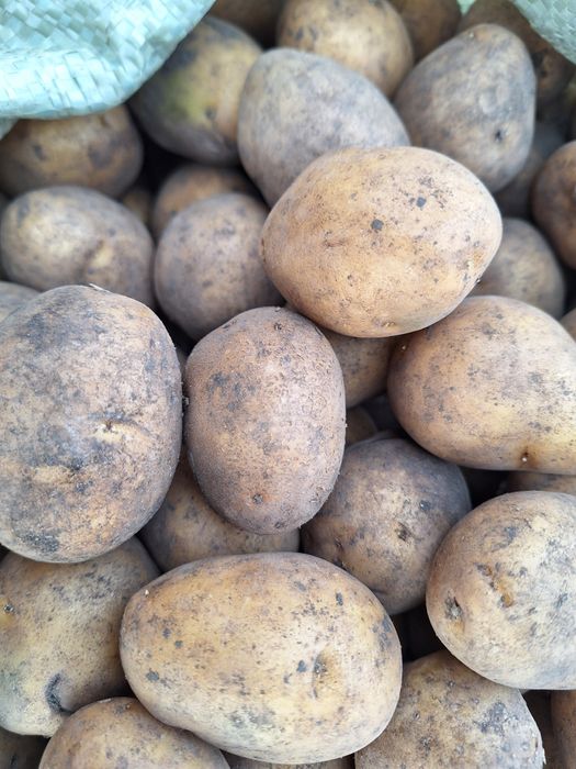 Карто Семена ГАЛА