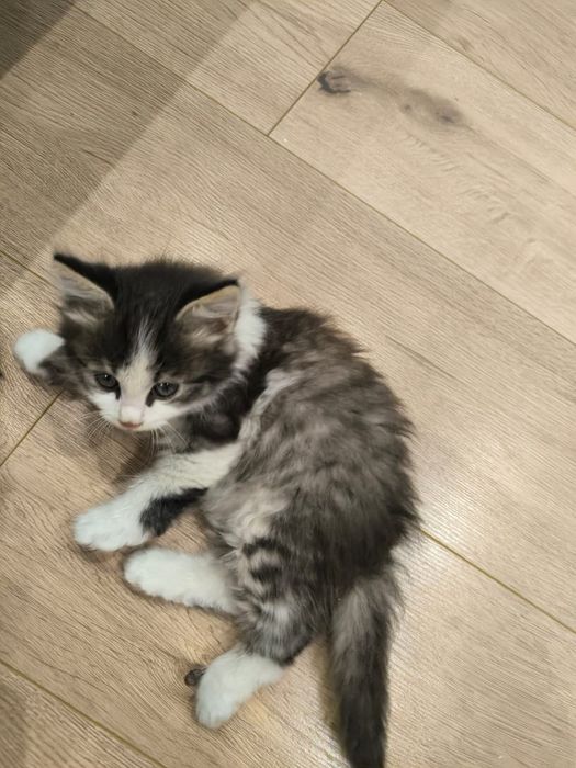 Котёнок ищет дом