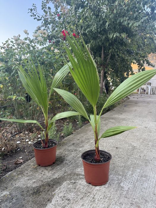 Vand palmieri Washingtonia robusta 30-40cm