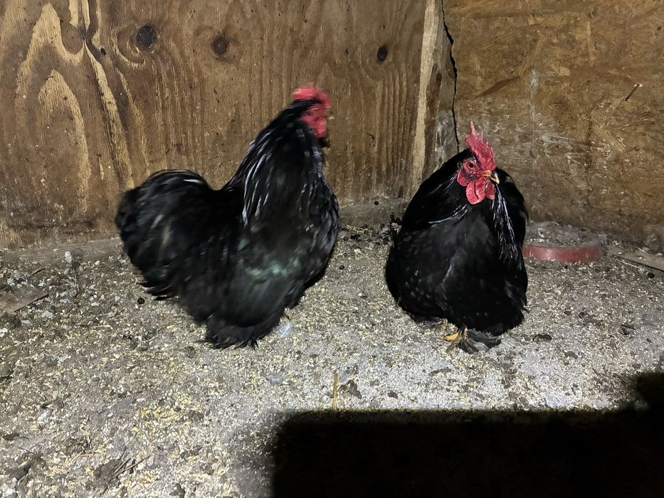 Cocosi cochinchina pitic