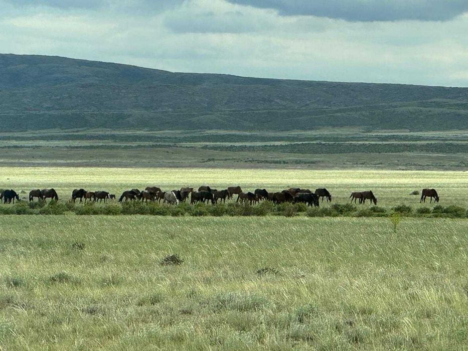 Продам лошадей(үйір, табун, табын,)
