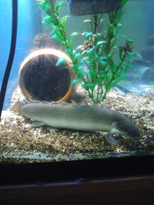 Akula xishnik 30 sm va drakon polipterius 25 sm