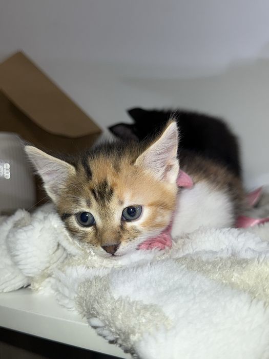 Am 5 puiuți pentru adopție!