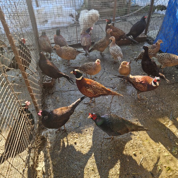 Fazani tenebros,comuni și ornament