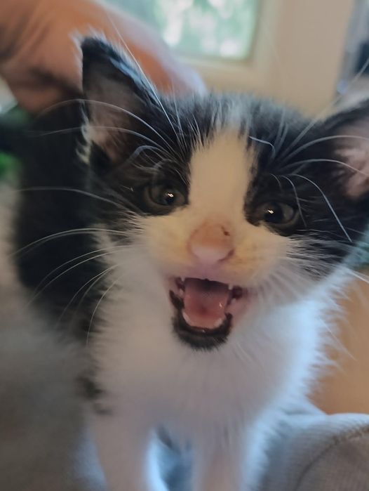 Подарявам коте на месец и половина!
