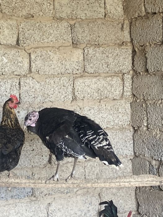 Обмен ештенкеге жоқ