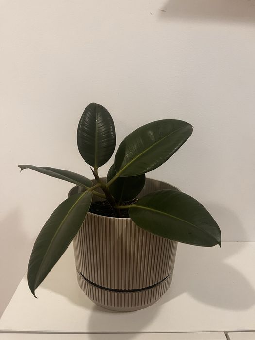 Продам  Фикус   Робуста