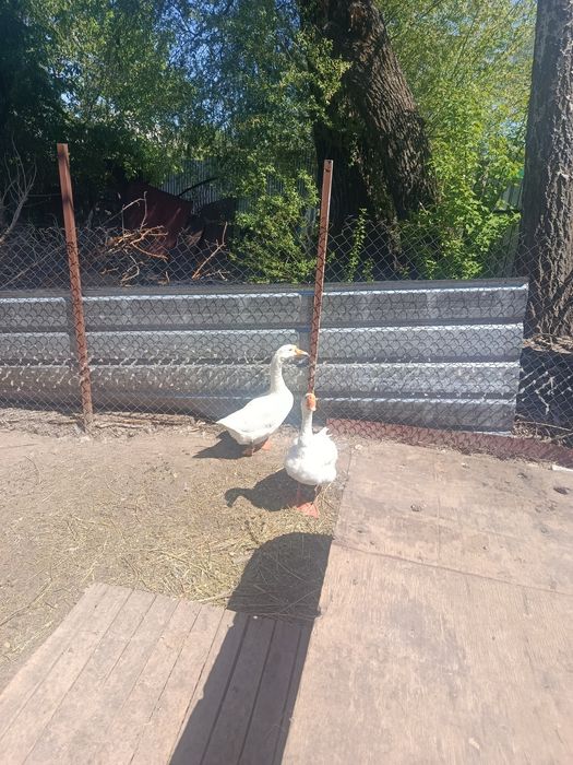 Продам гусей  ////