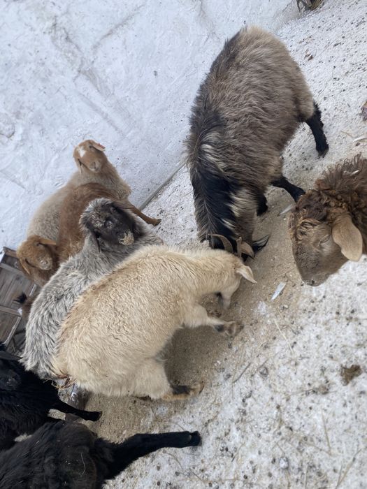 Продам козы, козел производитель, ешки, теке сатамын