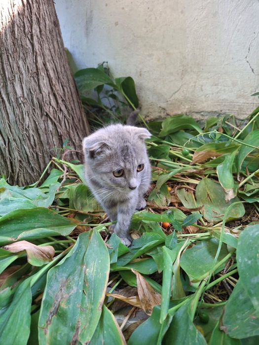Котенок вислоухая девочка
