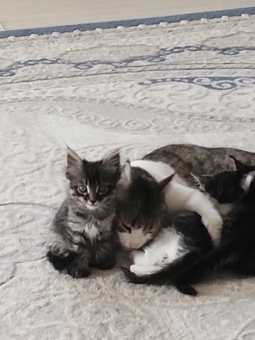 Отдам котят  добрые руки