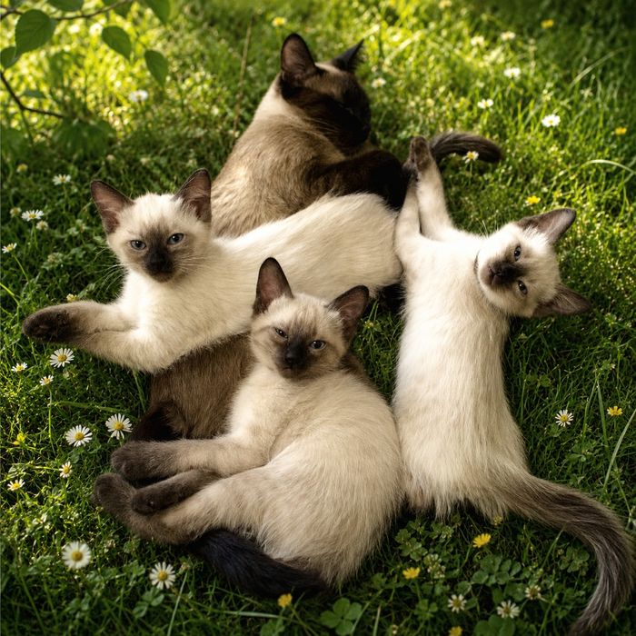 Котята сиамские, породистые