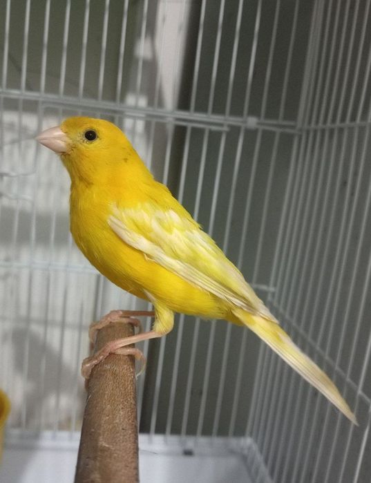 Kanareka limon nar sotiladi