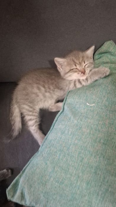 Котята вислоухие
