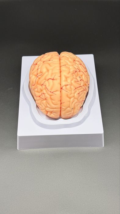 Anotomik mulyaj maket model.Анотомические муляжи макеты модели