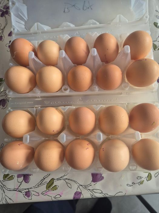 Продам инкубационные яйца кур