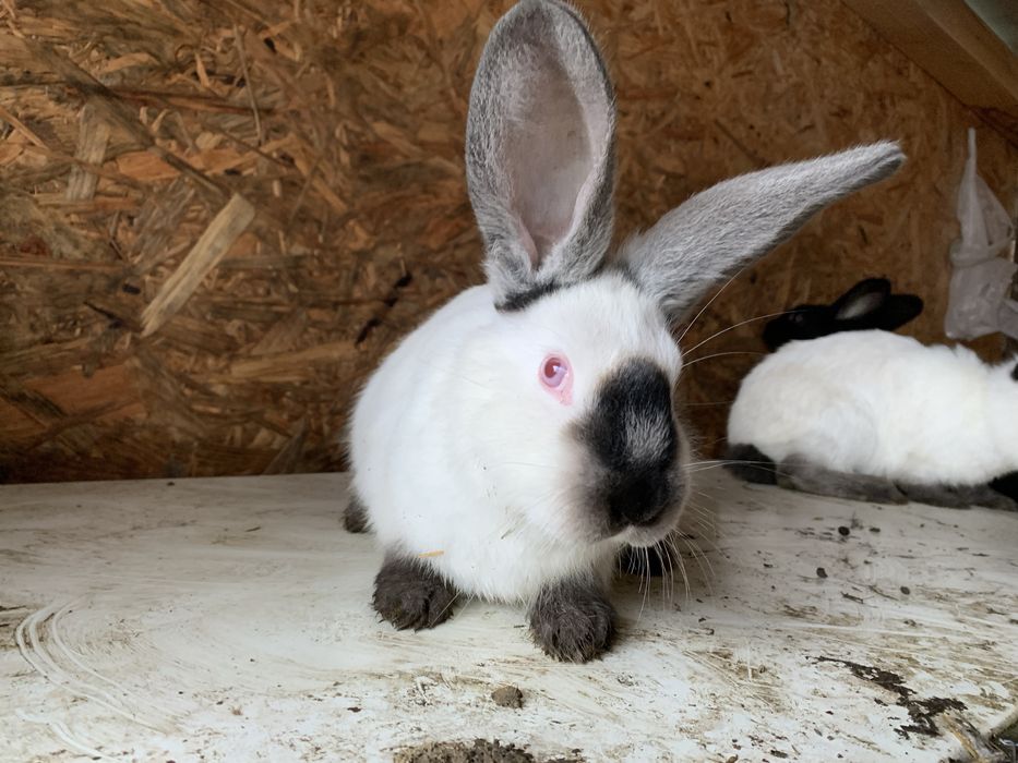 Vand iepuri urias de transilvania