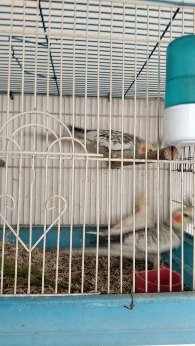 Попугай Карелла Серый и Желтый