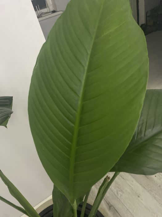 Женское счастье Сенсация