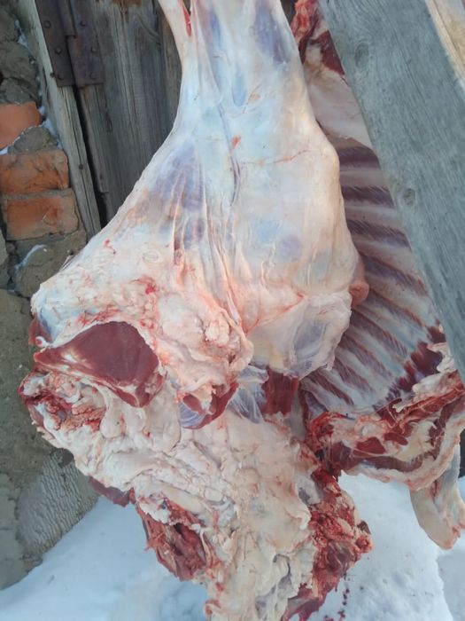 Продам мясо молодняк