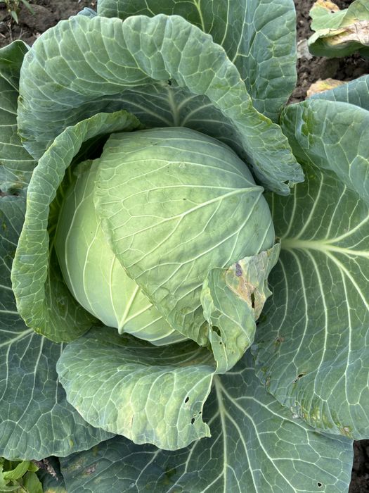 vând varză proaspătă