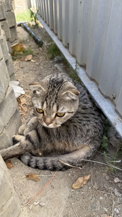 шотландская вислоухая
